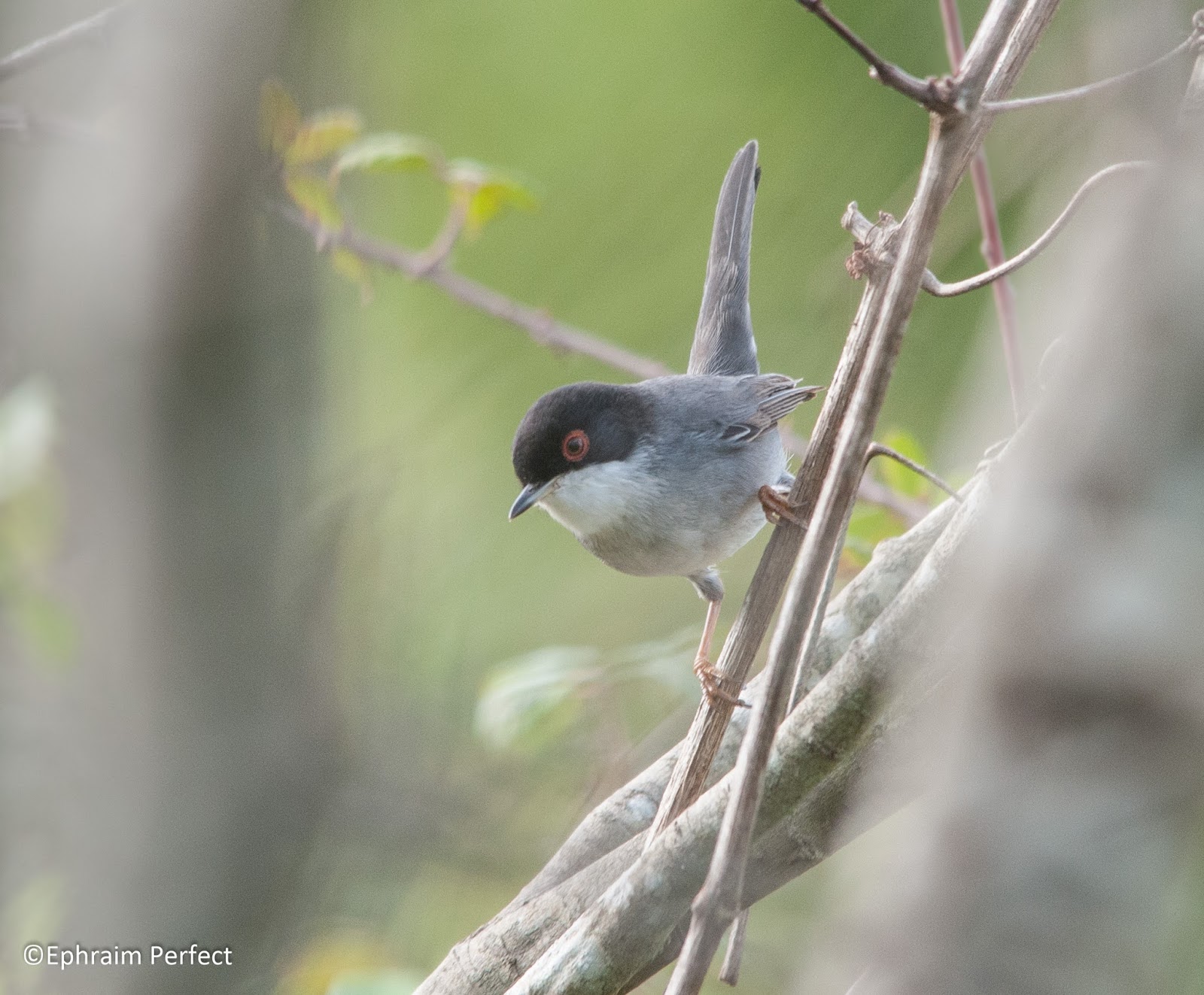 Ephraim&rsquo;s Bird Blog: Birding in the Algarve, Portugal (07-11/12/16)