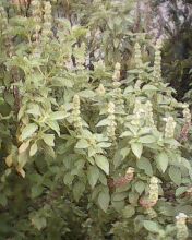 Natural Herbs: Sangig herbs