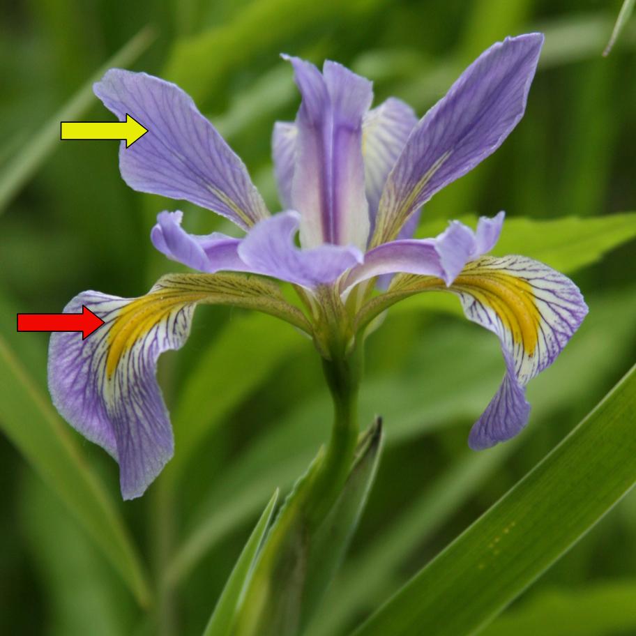 Isabella Conservation District Environmental Education Program Native