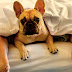 ¿Durmiendo con su mascota? Conozca los pros y contras