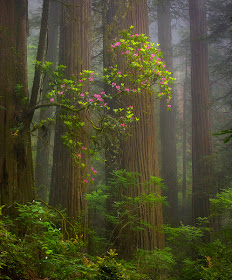 Love-sepphoras: The Beauty of Nature