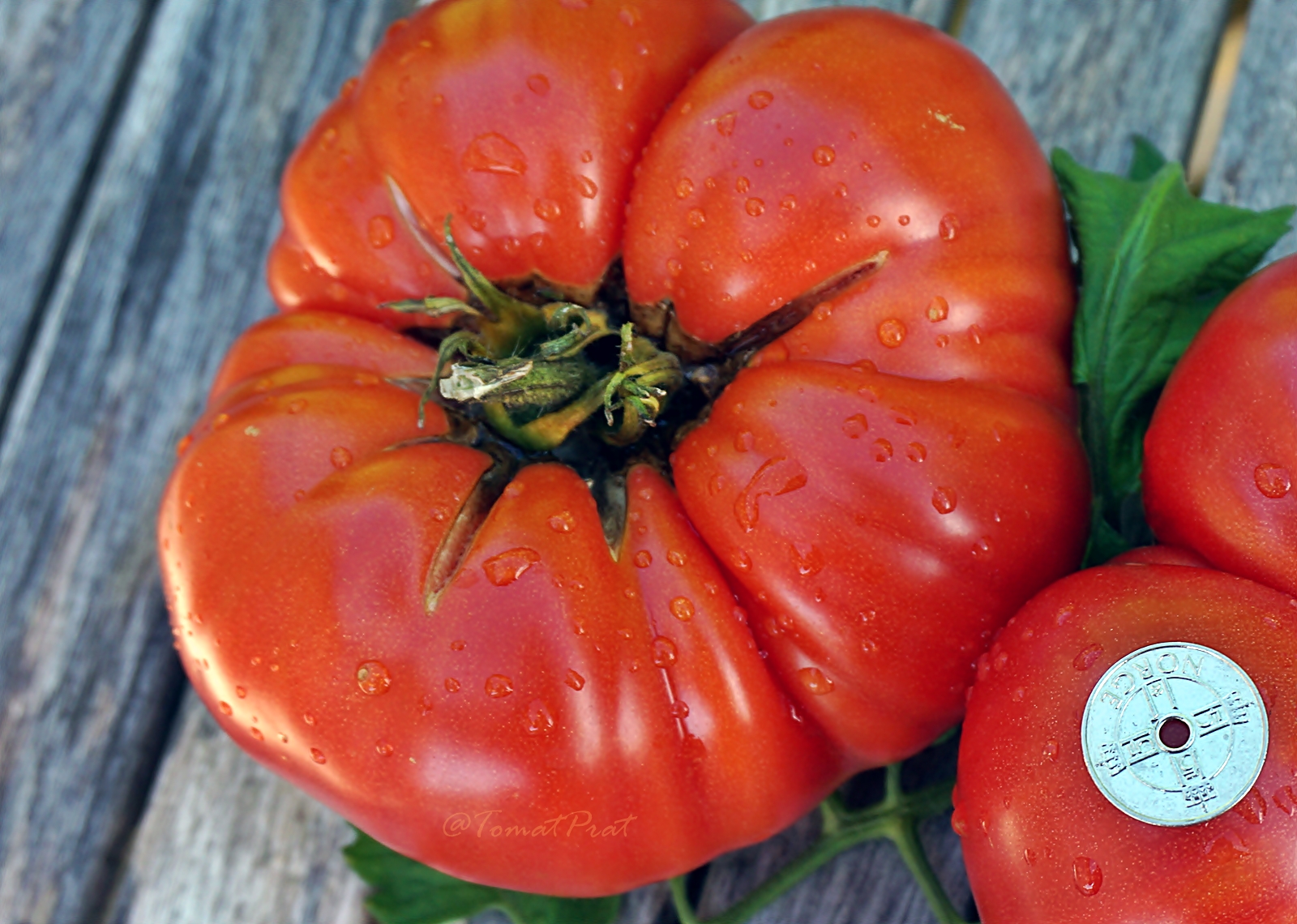 TomatPrat: Dikaya Roza