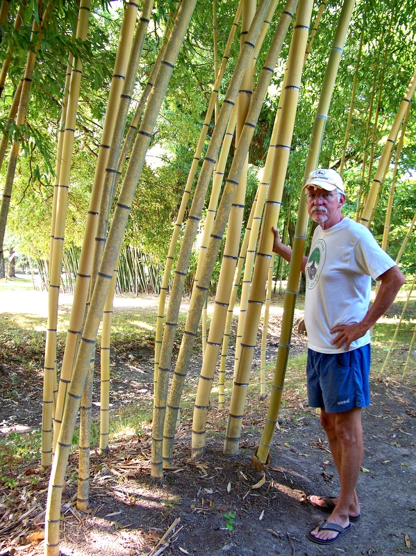 Bill's Big Bamboo A GARDEN TOUR
