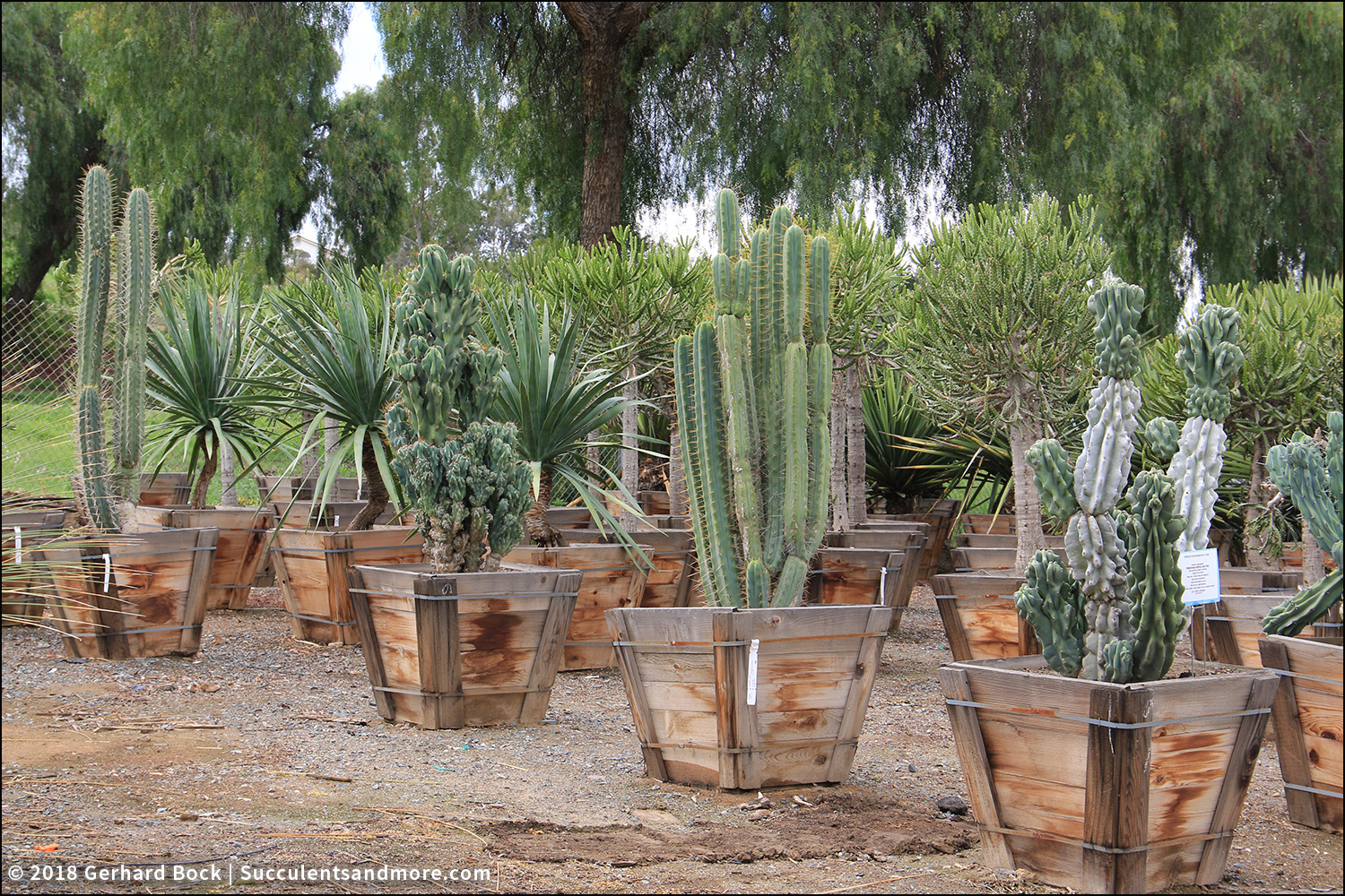 Succulents and More My first drivethrough nursery experience