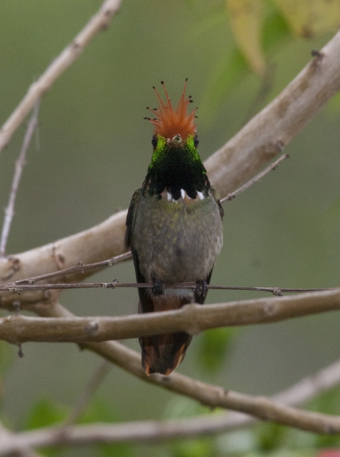 natural-musings-peruvian-hummingbirds