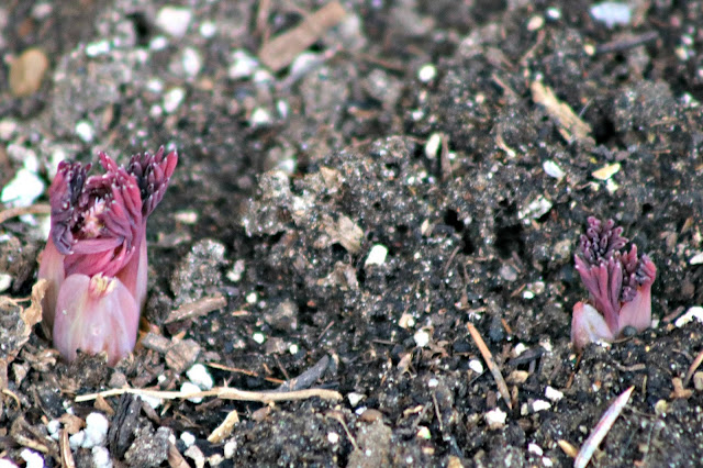 Bleeding heart just breaking through