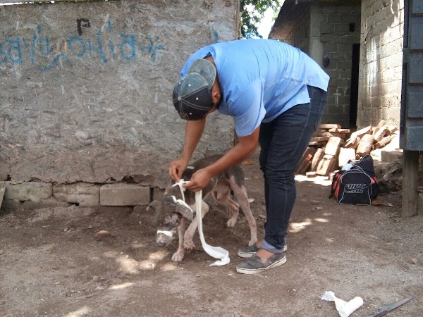 Curan a “Plomo” el perro herido por el sismo en Juchitán Curan a “Plomo” el perro herido por el sismo en Juchitán