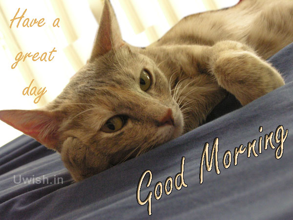 Good Morning and Great day wishes and e greeting cards Good Morning. Have a Great Day with cats look. Good Morning and Great day wishes and e greeting cards
