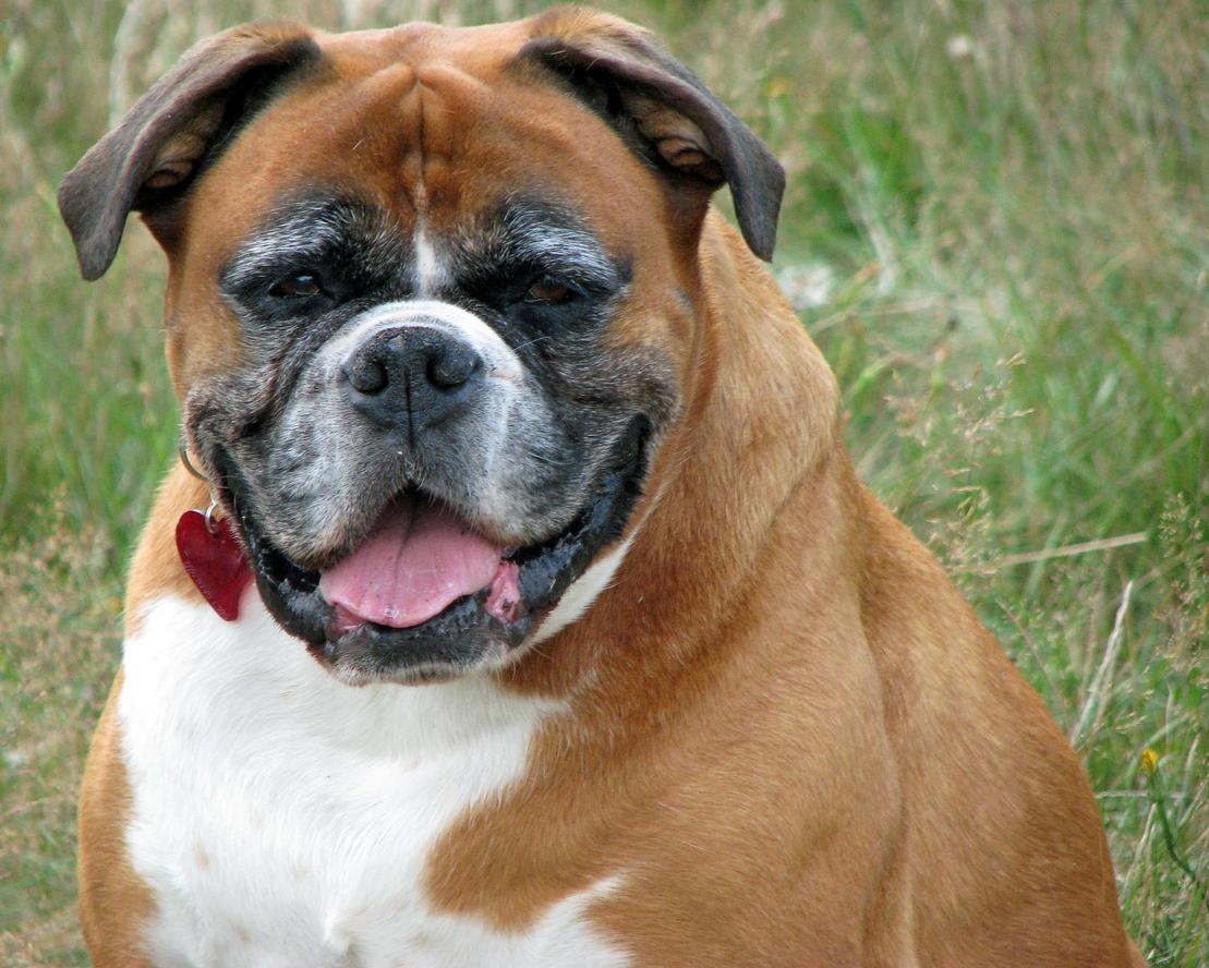 Boxer Dog wallpapers and pictures Nice Wallpapers