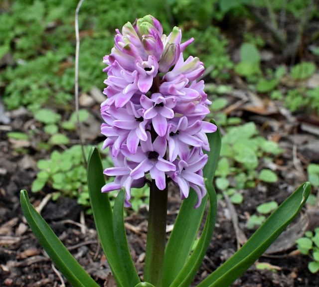 Hyacinth inflorescence- Lilac