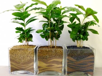 cây trồng trong nhà đẹp cây trồng trong nhà đẹp