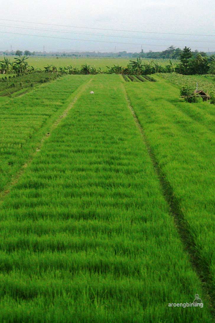pemandangan dari argo anggrek semarang