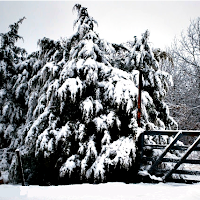 Snow on pine trees after a snowstorm - how to prepare for a snowstorm.