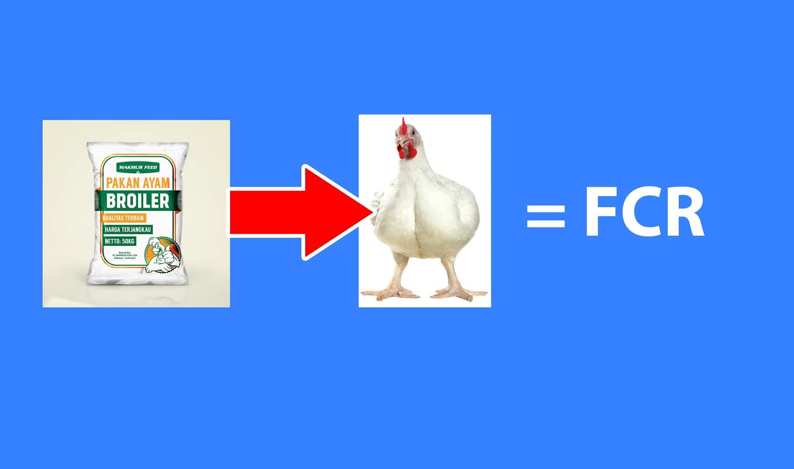 Apa itu FCR Ayam? Cara Menghitungnya dan Pengaruhnya
