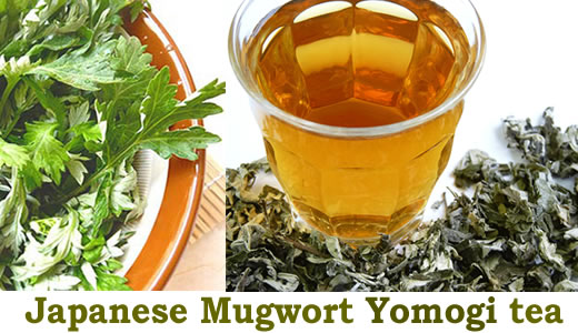 Japanese Mugwort yomogi Artemisia Princeps wormwood herb