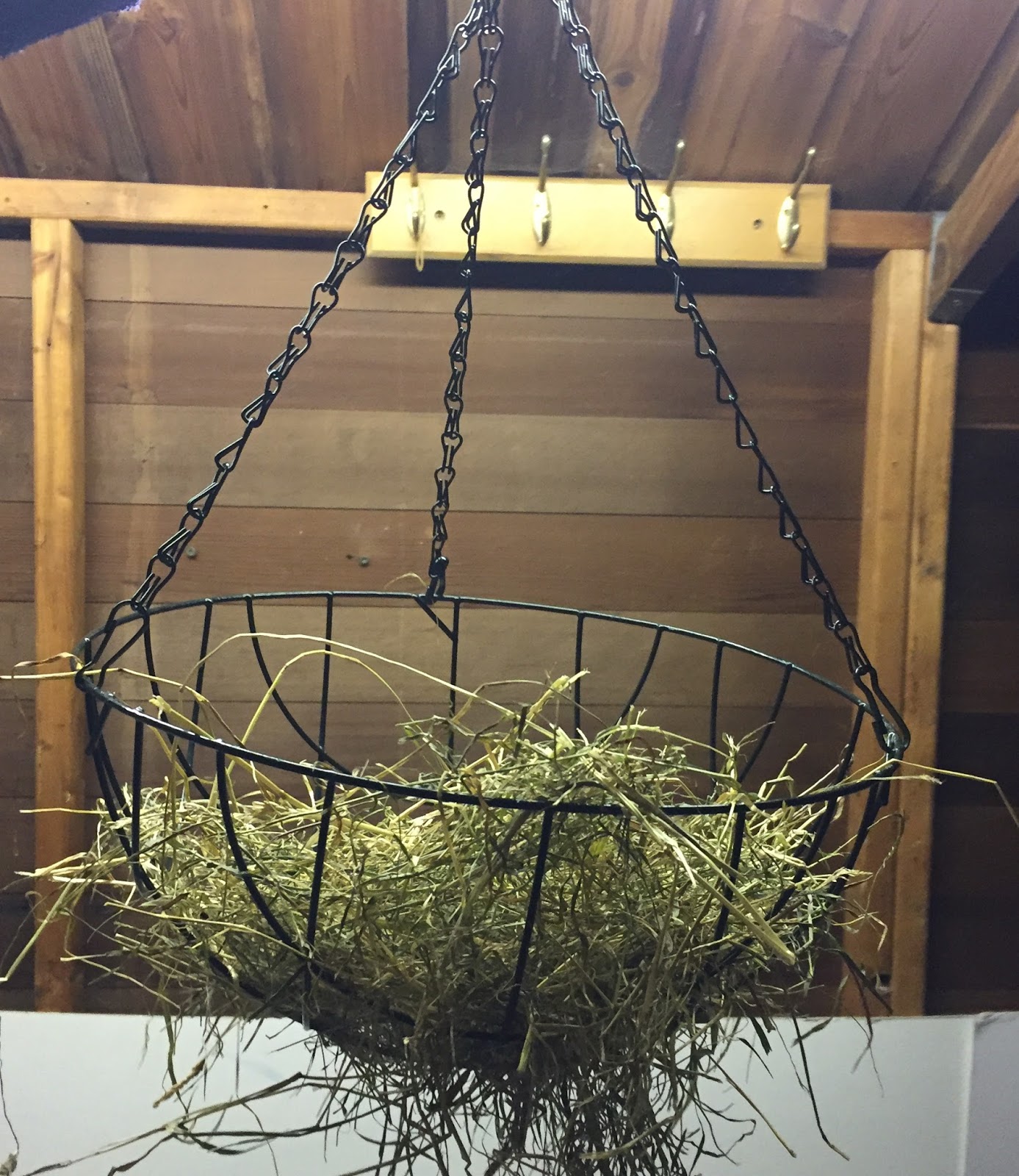 Brax The Guinea Pig Hay rack Alternatives. DIY & Affordable.