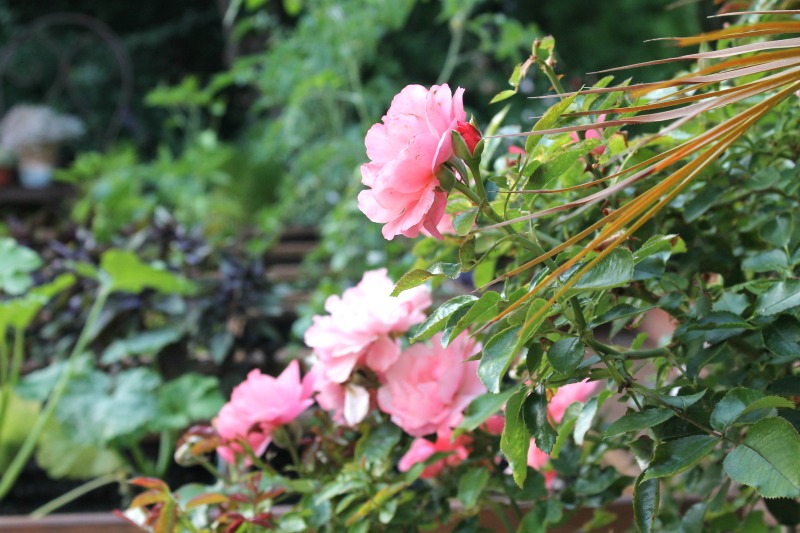 Rosa Botticelli Rosa Botticelli