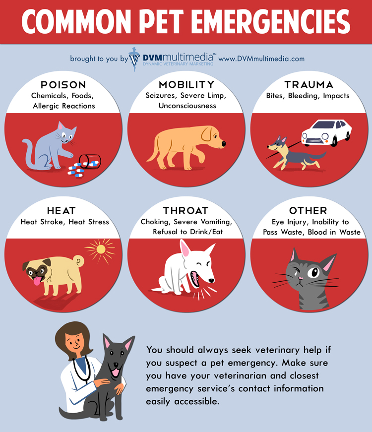 California Dog Cat Hospital California Dog Cat Hospital