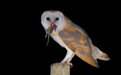 Daftar Resmi Harga Burung Hantu Terbaru (Lengkap Semua Jenis) harga burung hantu