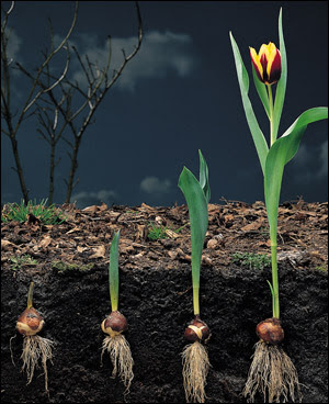 When To Plant Tulip Bulb 95
