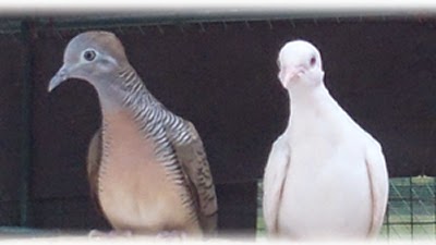 Perkutut Putih Mata Merah Tembus Namaste India