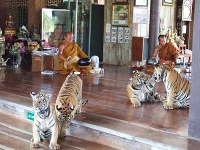 Tiger Temple- Thailand 