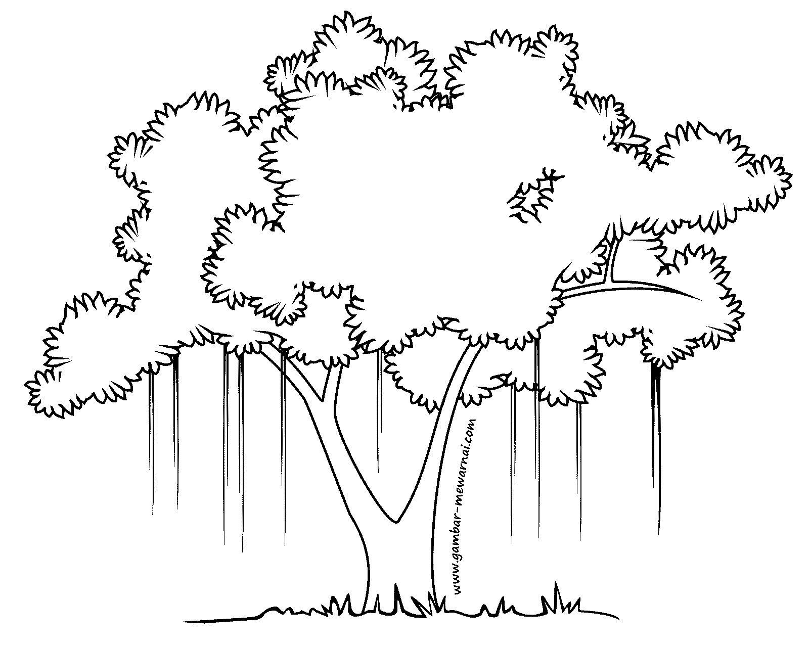 Mewarnai Gambar  Pohon  Beringin Contoh Gambar  Mewarnai