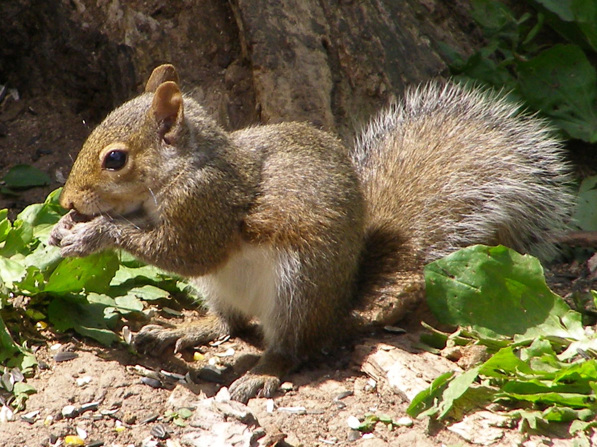 Blue Jay Barrens Young Gray Squirrels