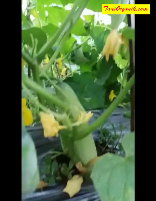 Dalam usianya yang baru 3 minggu lebih, tanaman mentimun pak Darkim sudah memunculkan banyak bunga dan pentil/bakal buah.