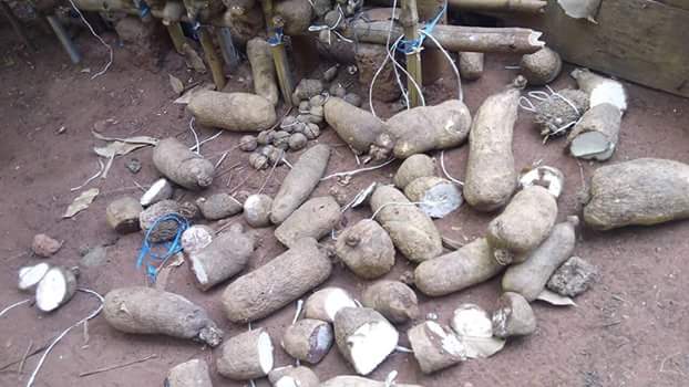FB IMG 1518328018740 Wickedness! Unknown person destroys yams in a man's barn in Anambra State