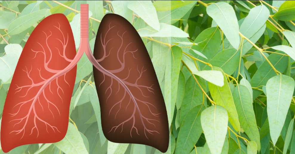 9 Plants & Herbs That Repair Lung Damage & Boost the Immune System