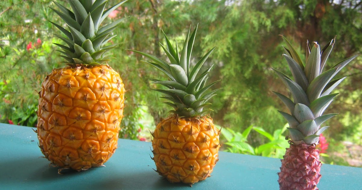 Garden Guy Hawaii Pineapples Easily Propagated