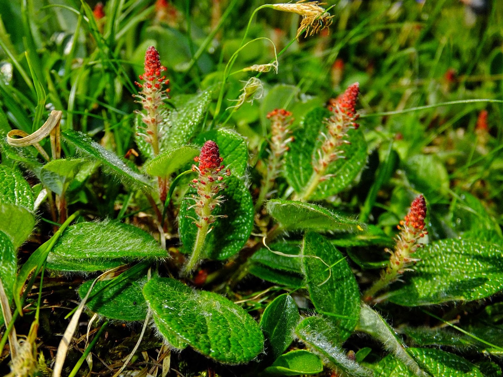Malati di Montagna Flora alpina adattamento delle piante all’altitudine