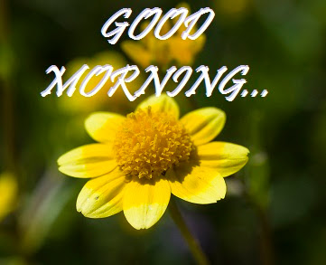 Good Morning Images With Flowers Good Morning Images With Flowers