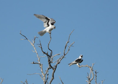 Letter winged Kite