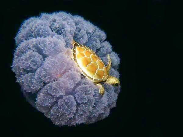 46 Unbelievable Photos That Will Shock You - A Turtle Riding a Jellyfish
