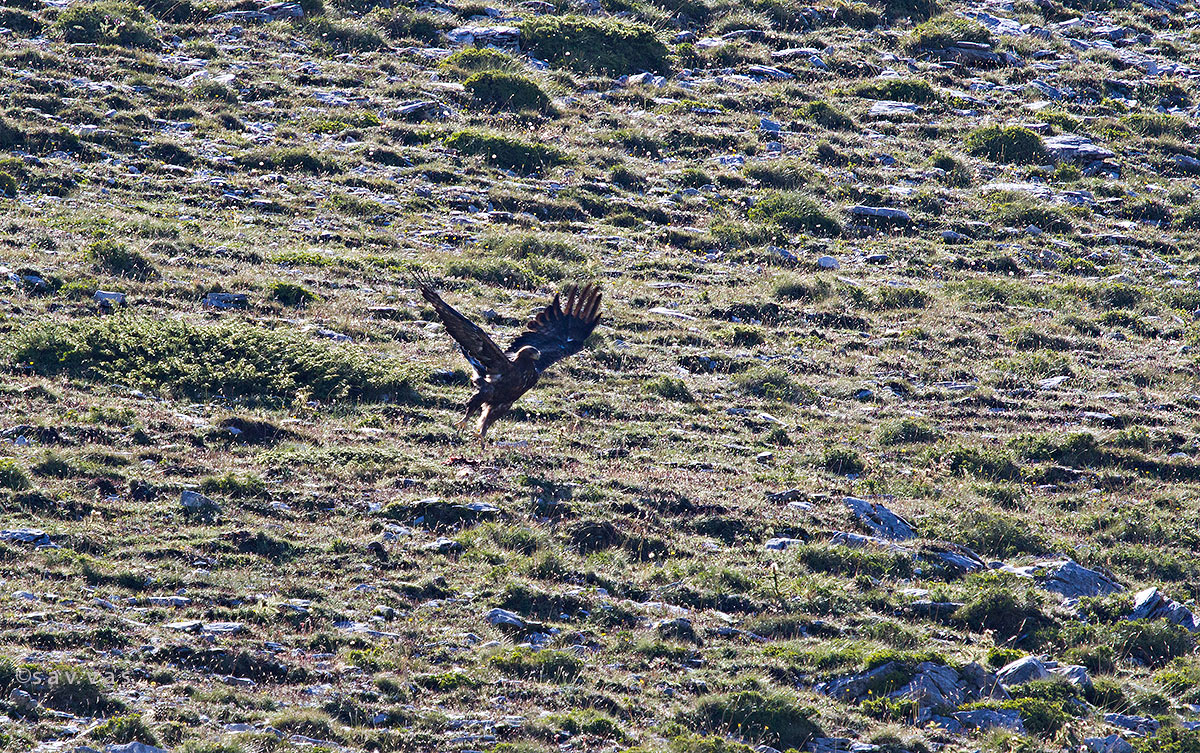 Mount Olympus Μερικές στιγμές της καθημερινότητας ενός υπέροχου