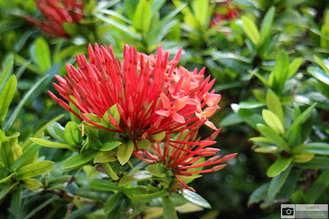 Red on Green Nature Photography by James Gass