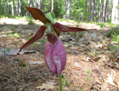 pink lady slipper