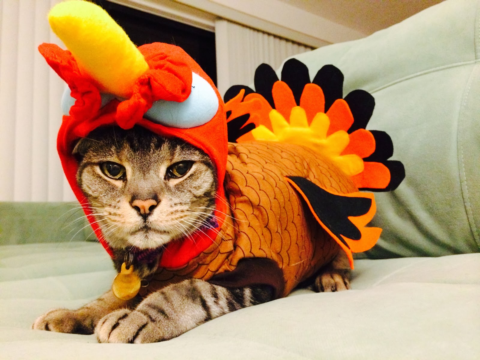 Your Daily Cute: Happy Thanksgiving and Cats in Turkey Costumes!