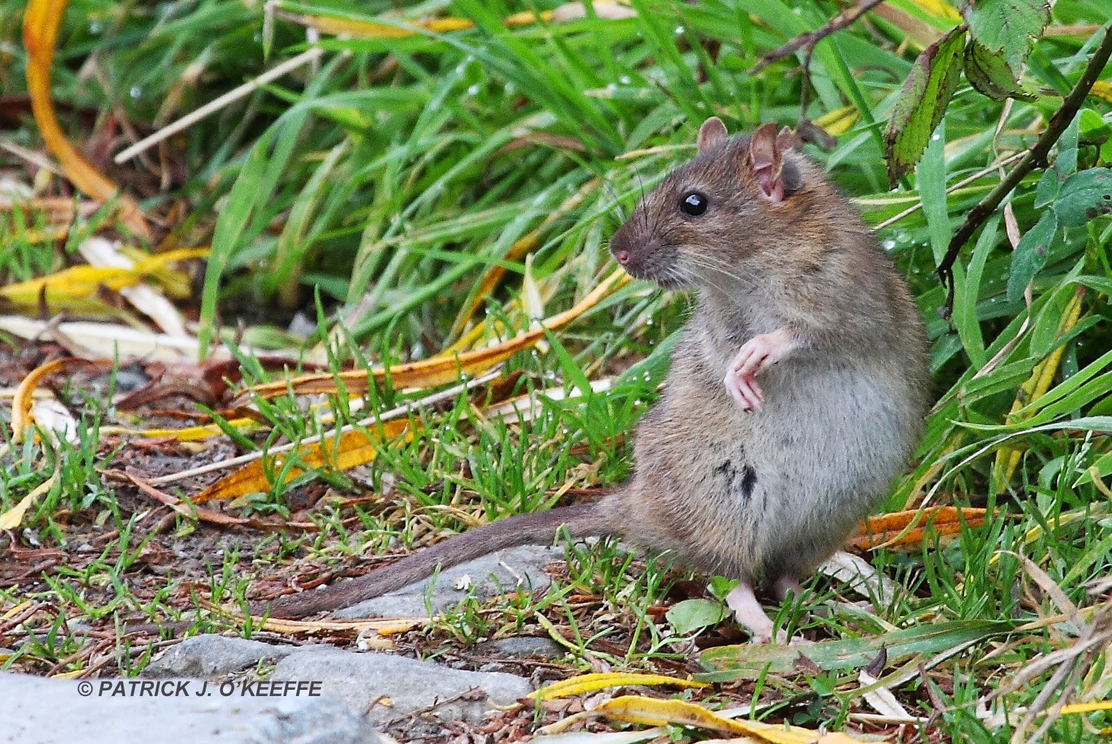 Серая крыса (Пасюк) - Rattus norvegicus.