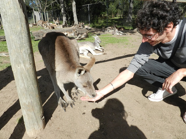 dar da mangiare a un canguro australia