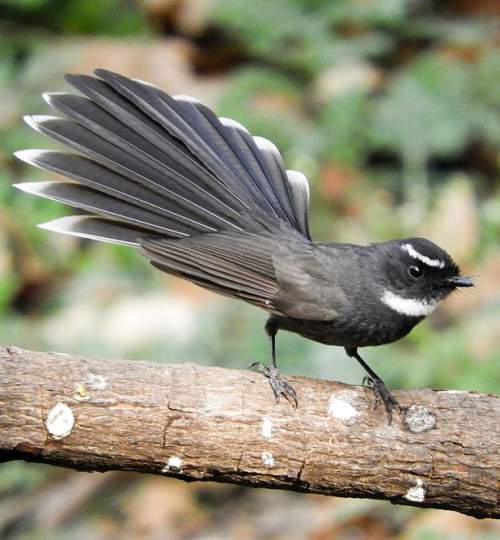 Whitethroated fantail Birds of India Bird World