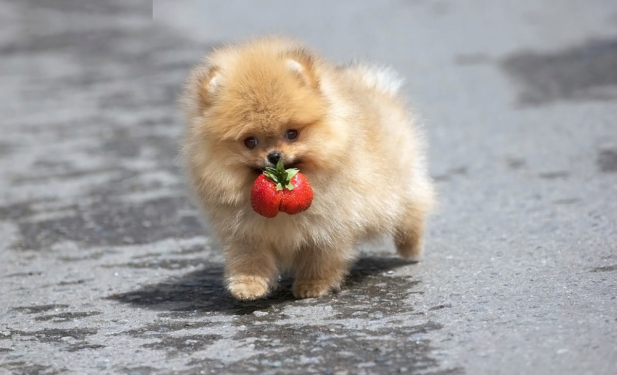 HD Wallpapers and Backgrounds of animals and pets: Foxes, Horses, Tiger, Dogs, Cats, Squirrels, Rabits and Others