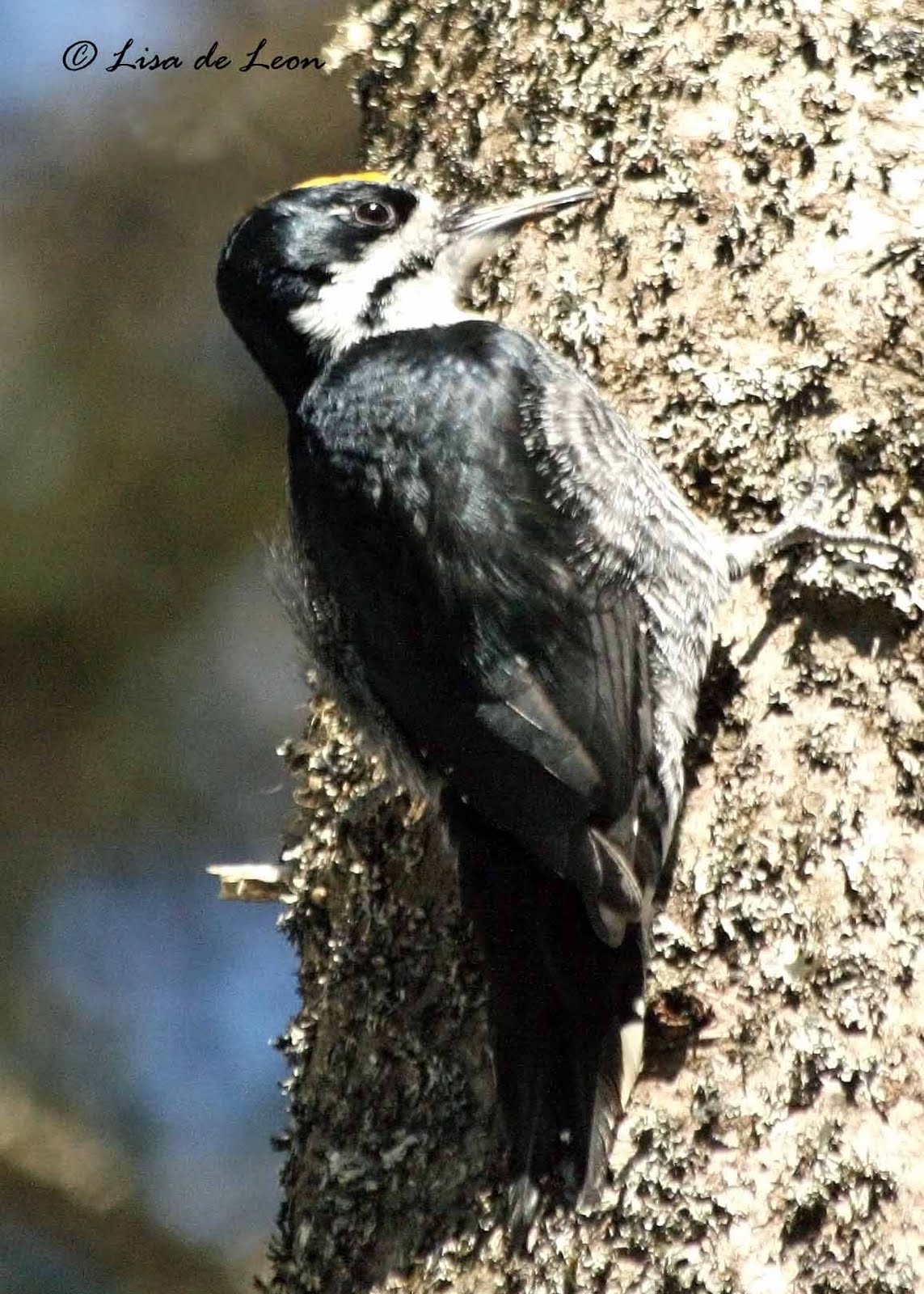 Black-backed Woodpecker - Various Bird Species