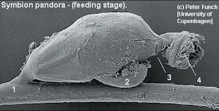 kingdom animalia phylum and classes, kingdom animalia and phylum, phyla of kingdom animalia animals, kingdom animalia phylum and class, kingdom animalia phylum arthropoda class insecta, kingdom animalia phylum and examples, kingdom animalia phylum aschelminthes, kingdom animalia phylum arthropoda class arachnida