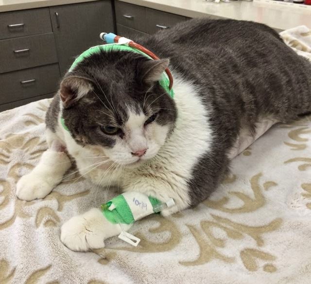 Sally and Sam 37 Pound Cat Biggie is Recovering After Surgery