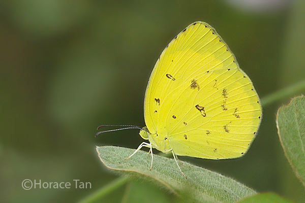 Butterflies of Singapore: Life History of the Common Grass 