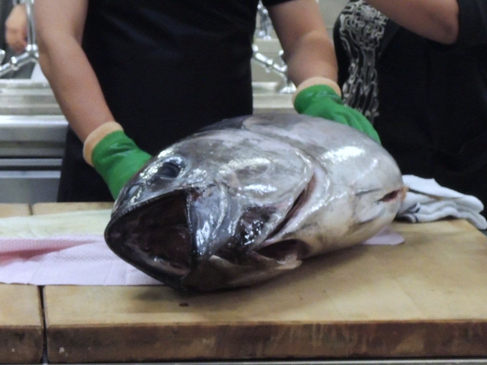 【日本吞拿魚】 疫情殺到 天價吞拿魚跌落地 日豐洲市場拍賣 「魚王」一折發售