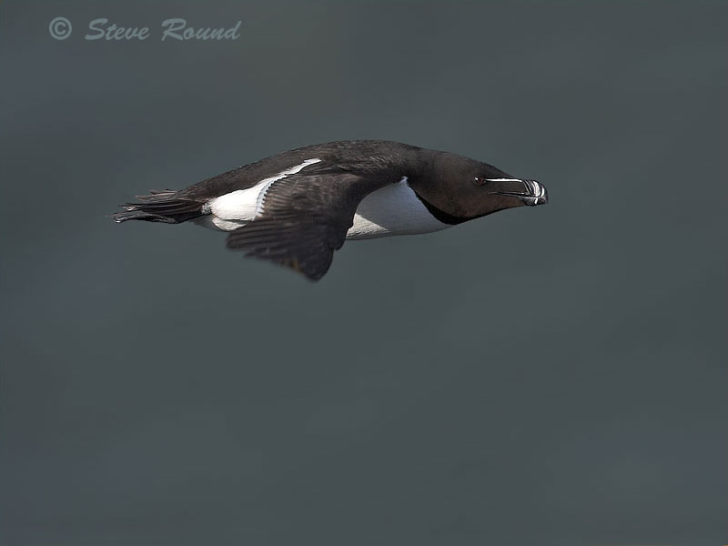 bird, nature, wildlife, in flight, flying razorbill, auk